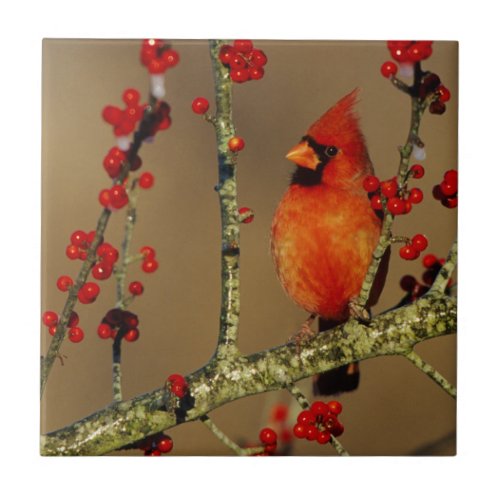 Northern Cardinal male perched IL Ceramic Tile