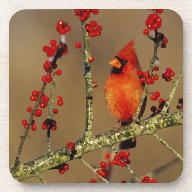 Northern Cardinal male perched, IL Coaster (Front)