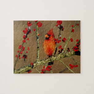 Northern Cardinal male perched, IL Jigsaw Puzzle