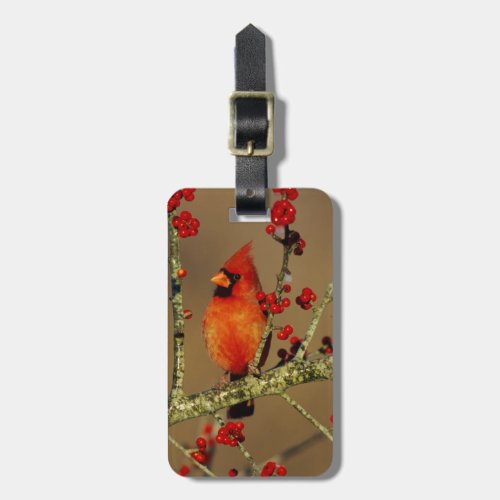 Northern Cardinal male perched IL Luggage Tag