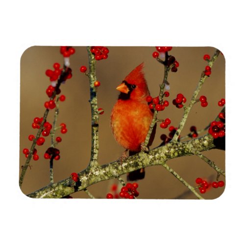 Northern Cardinal male perched IL Magnet