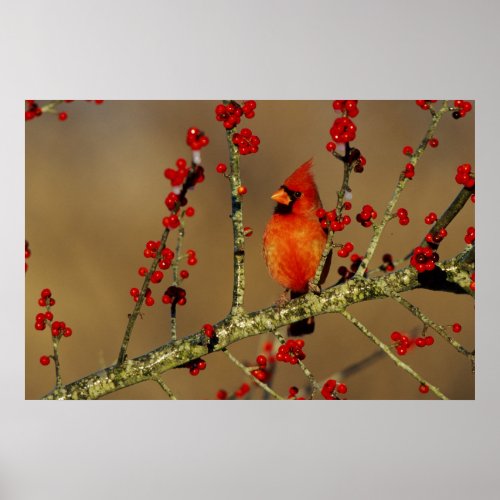 Northern Cardinal male perched IL Poster