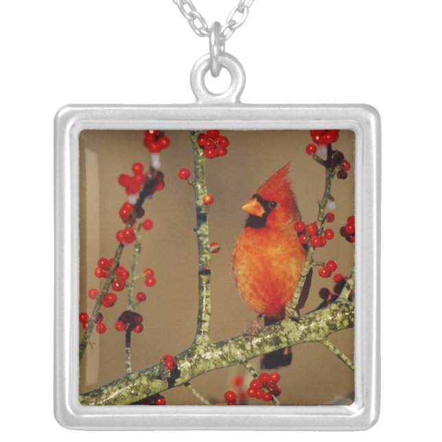 Northern Cardinal male perched, IL Silver Plated Necklace (Front)