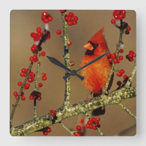 Northern Cardinal male perched IL Square Wall Clock