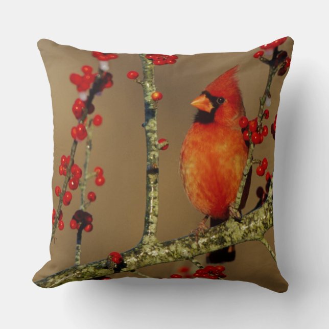 Northern Cardinal male perched, IL Throw Pillow (Front)