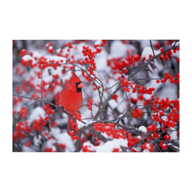 Northern Cardinal male, Winter, IL Acrylic Print (Front)