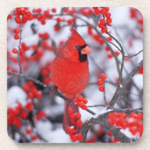 Northern Cardinal male, Winter, IL Beverage Coaster