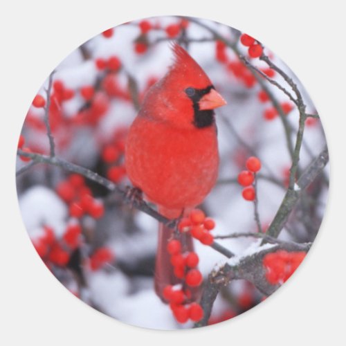 Northern Cardinal male Winter IL Classic Round Sticker