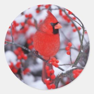 Northern Cardinal male, Winter, IL Classic Round Sticker
