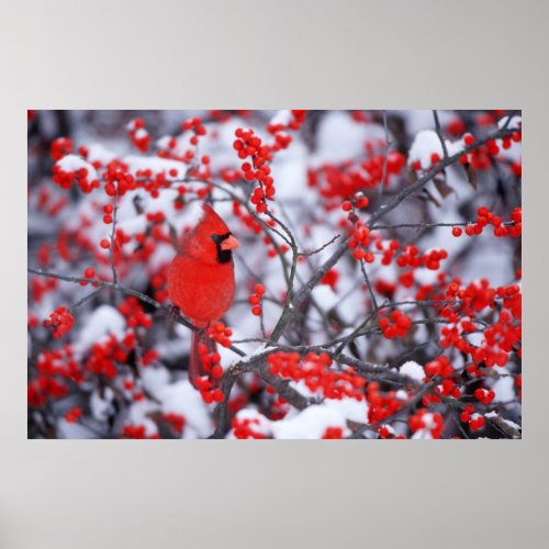 Northern Cardinal male Winter IL Poster