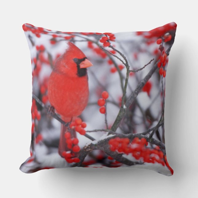Northern Cardinal male, Winter, IL Throw Pillow (Front)