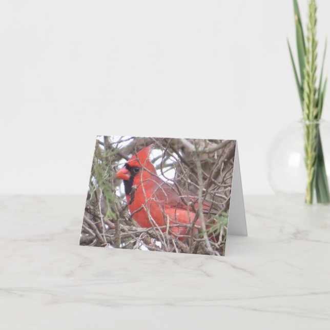 Northern Cardinal Note Card (Front)