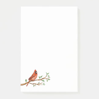 Northern Cardinal Notes