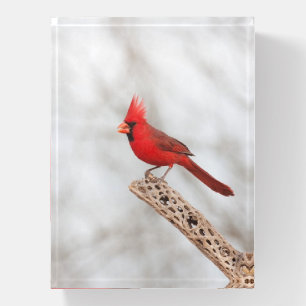 Northern Cardinal on a branch Paperweight