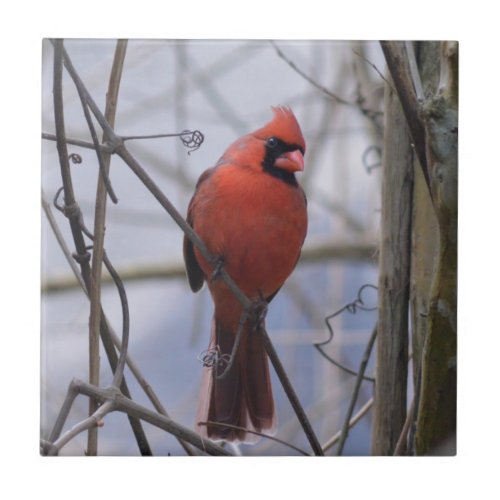 Northern Cardinal on a Misty Morning Ceramic Tile