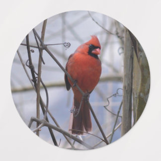 Northern Cardinal on a Misty Morning Labels