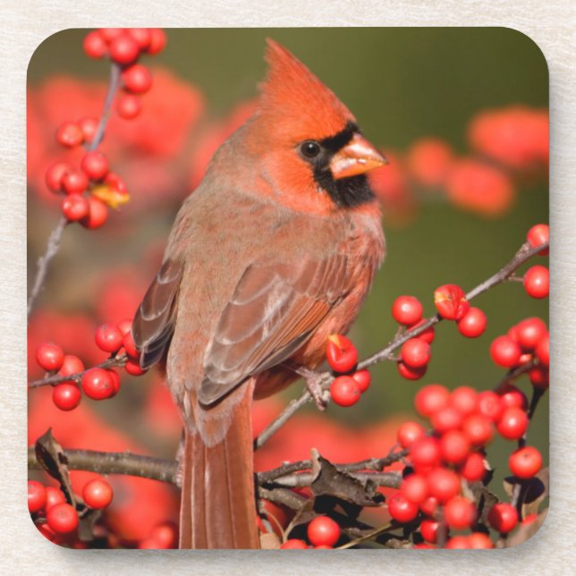 Northern Cardinal on Common Winterberry Beverage Coaster (Front)