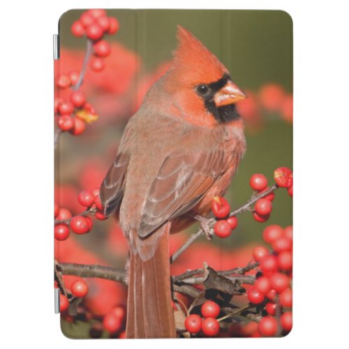 Northern Cardinal on Common Winterberry iPad Air Cover