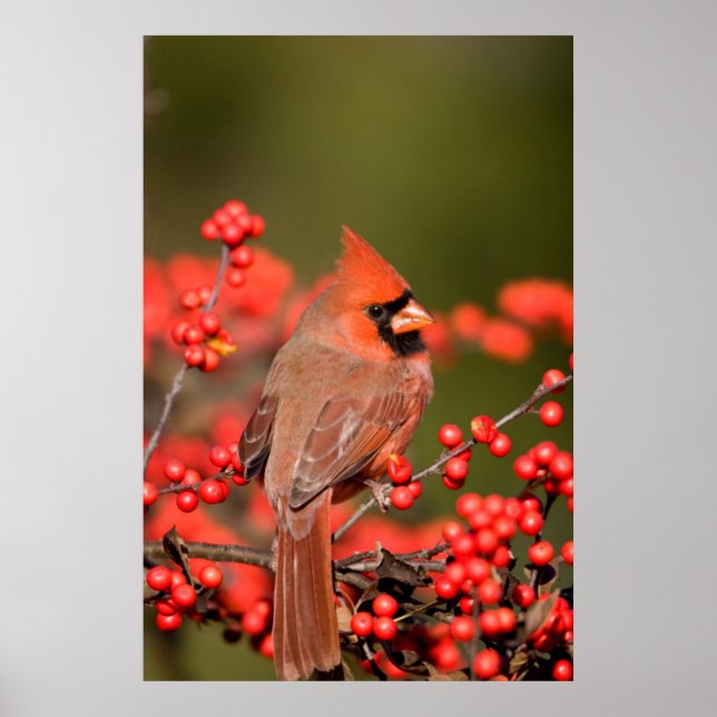 Northern Cardinal on Common Winterberry Poster (Front)