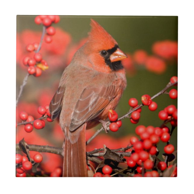 Northern Cardinal on Common Winterberry Tile (Front)