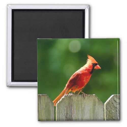 Northern Cardinal on Fence in Summer Magnet