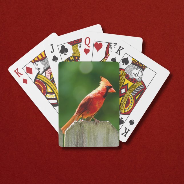 Northern Cardinal on Fence in Summer Poker Cards (A bright red male northern cardinal makes these playing cards perfect for summer!)