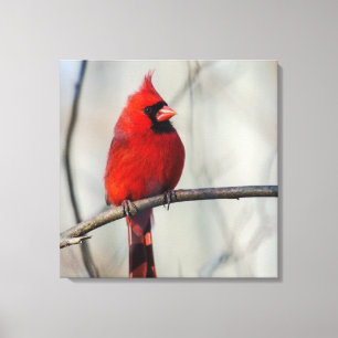 Northern Cardinal Perch Canvas Print