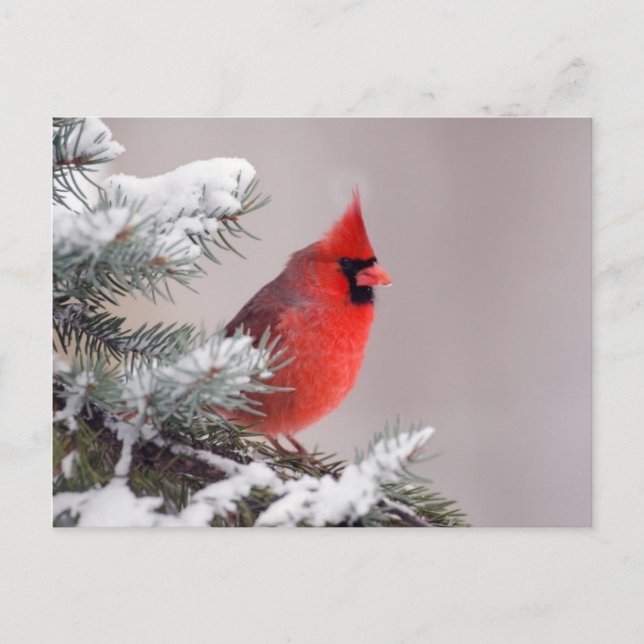Northern Cardinal Perched In A Tree Postcard (Front)