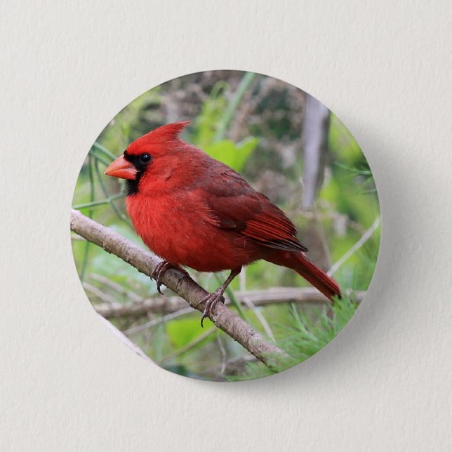Northern Cardinal Photo Pinback Button (Front)