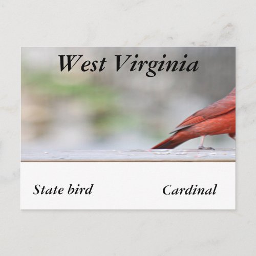 Northern Cardinal photo Postcard