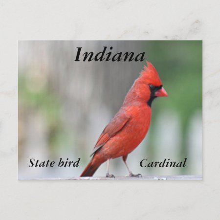 Northern Cardinal Photo Postcard