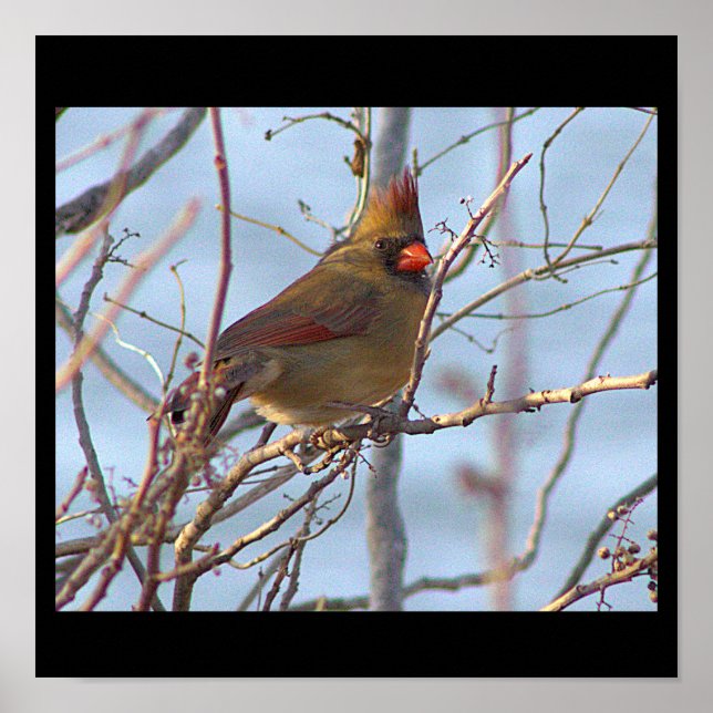 Northern Cardinal Photo Poster (Front)