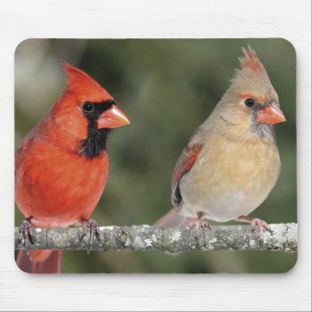 Northern Cardinal Photograph Mousepad by themollywogpost at Zazzle