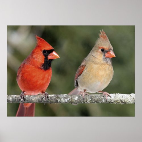 Northern Cardinal Photograph Poster