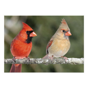 Northern Cardinal Photograph Print