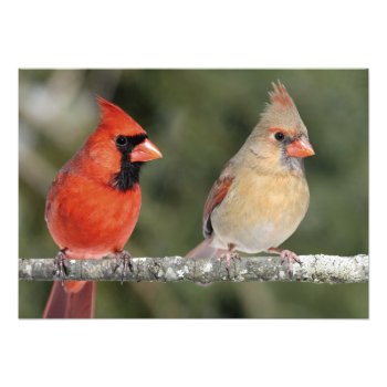 Northern Cardinal Photograph Print by ThePosterShoppe at Zazzle