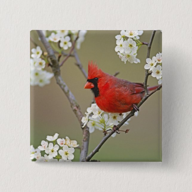 Northern Cardinal Pinback Button (Front)