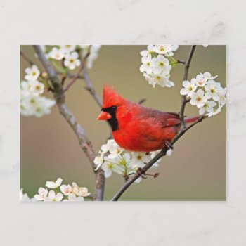 Northern Cardinal Postcard by thecoveredbridge at Zazzle
