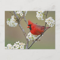 Northern Cardinal