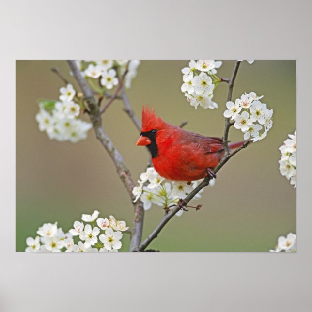 Northern Cardinal Poster (Front)