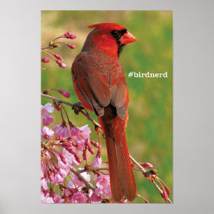 Northern Cardinal Poster