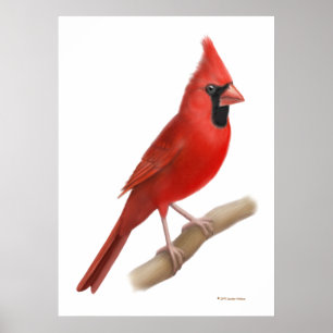 Northern Cardinal Red Bird Print