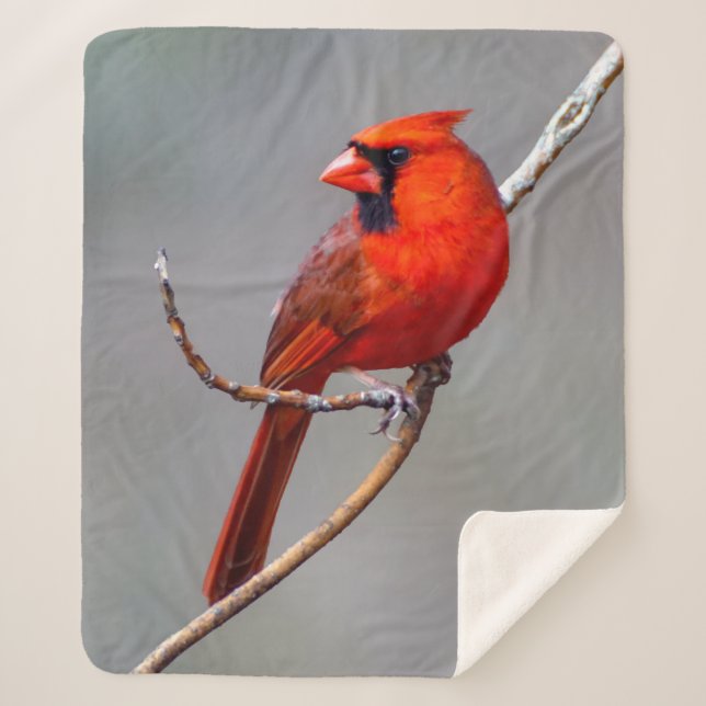 Northern Cardinal Sherpa Fleece Blanket (Front)
