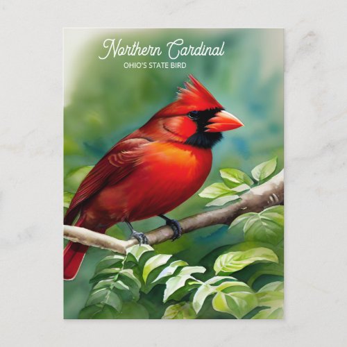 Northern Cardinal_State Bird of Ohio Postcard