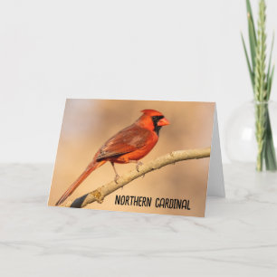 Northern Cardinal Thank You Card