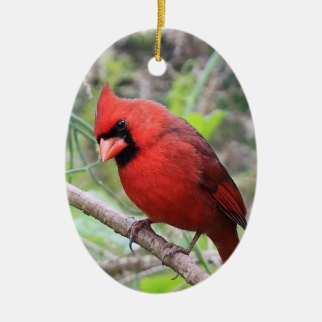 Northern Cardinal -- Traditional Christmas Bird Ceramic Ornament (Front)