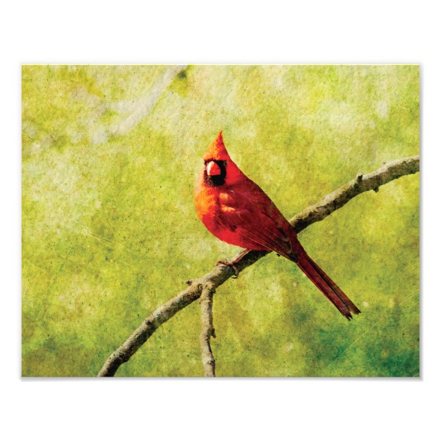 Northern Cardinal Wall Art Print  (Front)