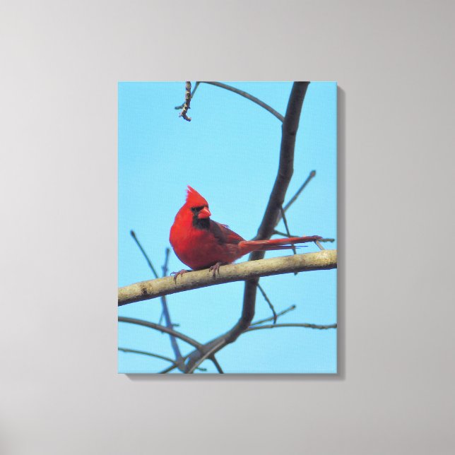 Northern Cardinal with Summer Sky Canvas Print (Front)
