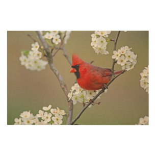 Northern Cardinal Wood Wall Art