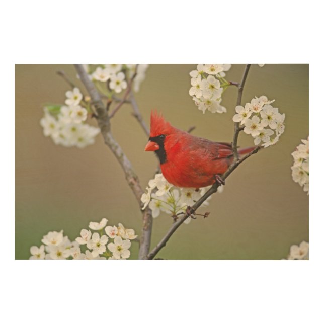 Northern Cardinal Wood Wall Art (Front)